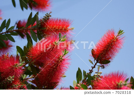 刷樹別名是Hanamaki 7028318