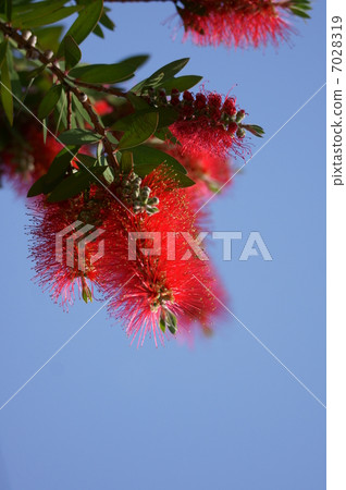 刷樹別名是Hanamaki 刷樹別名是Hanamaki 7028319