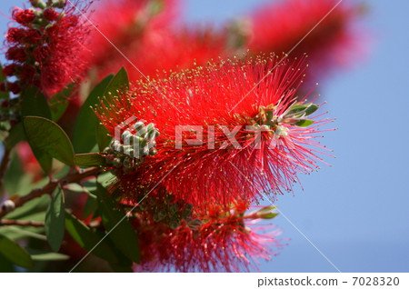 刷樹別名是Hanamaki 7028320