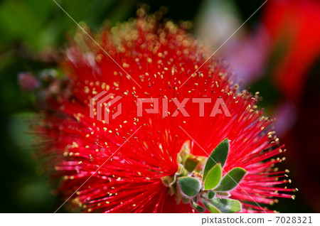 刷樹別名是Hanamaki 7028321