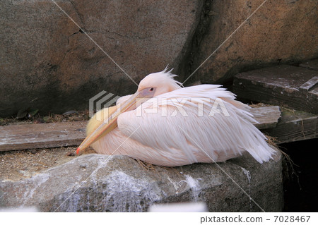 Momoiro Pelicans 7028467