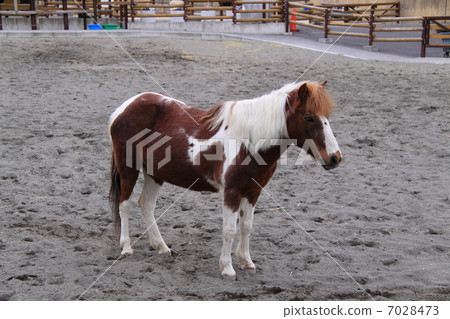 Pony Pony 7028473