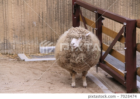 Rounded sheep (sideways) Rounded sheep (sideways) 7028474