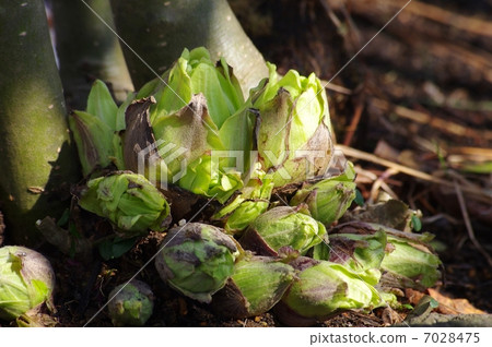 The germination of the crown of the gnat The germination of the crown of the gnat 7028475