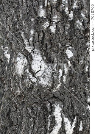 Trunk of old birch 7028706