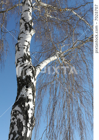 Trunk of birch 7028707