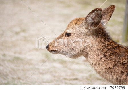 Profile of Deer 7029799