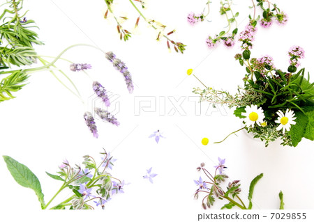 藥草花 藥草花 7029855