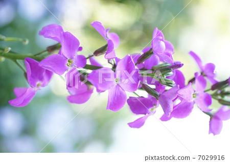 Chocolate sauce 7029916