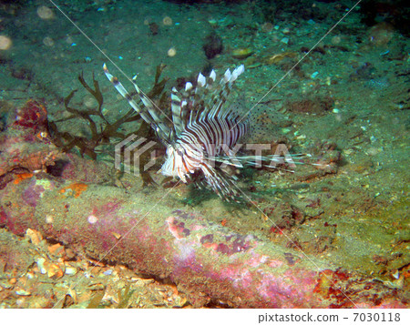 Hanturkey魚 7030118