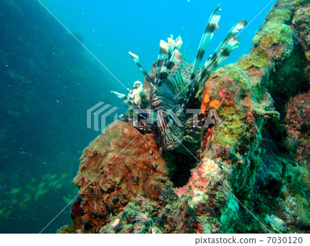 Hanturkey魚 7030120