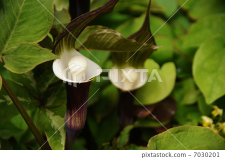 April Flower Yukimotisou · Department of Diplomacy 14 7030201