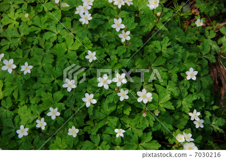 April Flower Ninnesium · Buttercup family 36 Group dwelling place 7030216