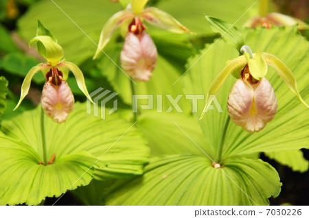 April Flower Army, Flower family 30 Organization 7030226