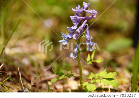 四月花Ezoengosaku / Poppyidae 03 7030237