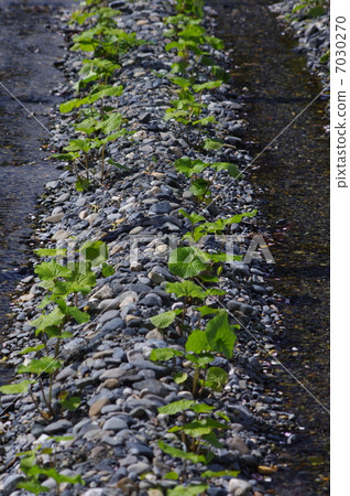 Wasabi cultivation Wasabi cultivation 7030270