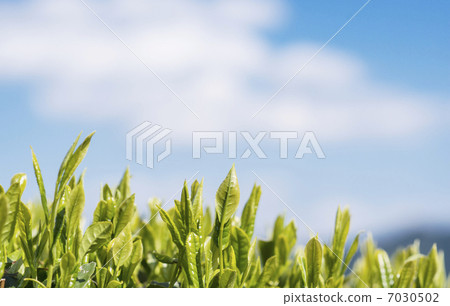 茶葉發芽茶採摘圖像材料 7030502