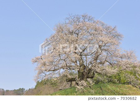 智慧的Hikanzakura(孵化) 智慧的Hikanzakura(孵化) 7030682
