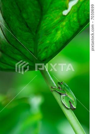 A frog A frog 7030699