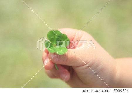 Four leaves clover 7030754