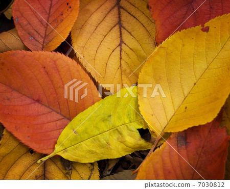Colored autumn color red and orange colored deciduous leaves 7030812