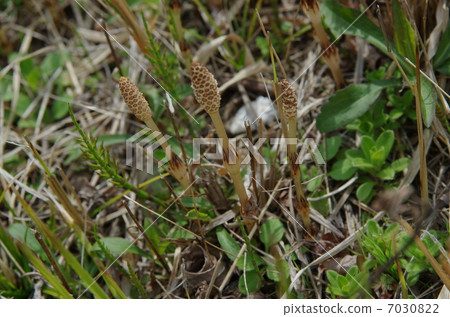 Tsukushi是春天！ 7030822