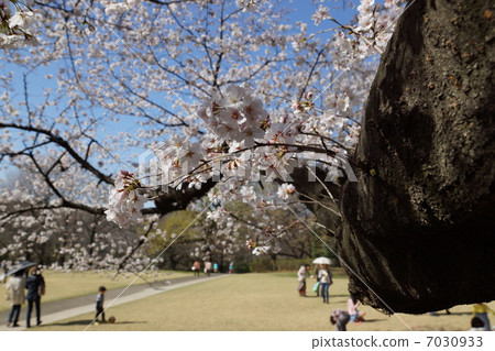 Kinutakoen cherry tree full bloom 7030933