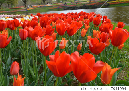 Tulips by the water 7031094