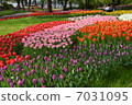 多彩鬱金香 7031095