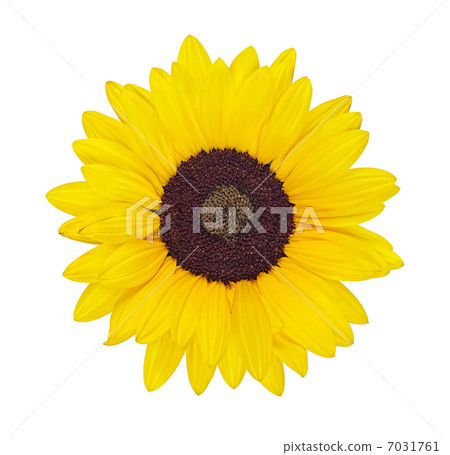 yellow sunflower yellow sunflower 7031761