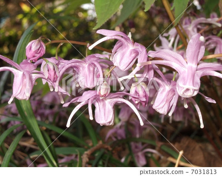 Freshwater leek 7031813