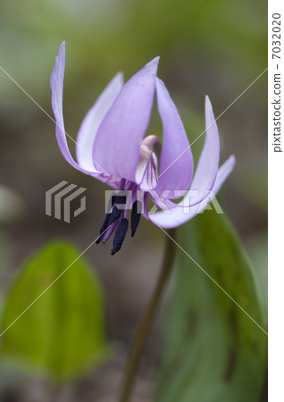 Katakuri flowers 7032020