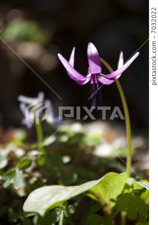 Katakuri flowers 7032022