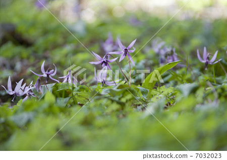 Katakuri flowers 7032023