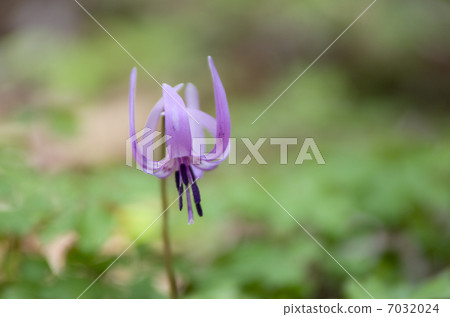 Katakuri flowers 7032024