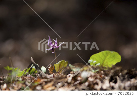 Katakuri flowers 7032025