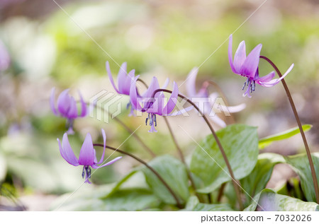 Katakuri flowers 7032026