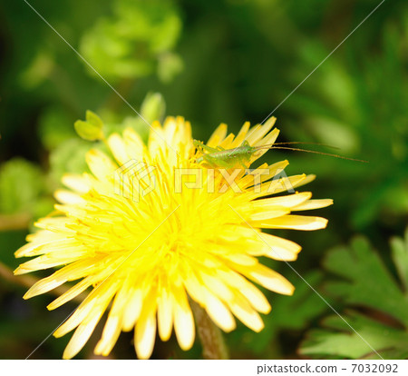 Grasshopper grasshopper (larva) (Excerpt of book) 7032092