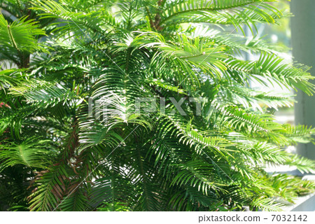 Wollemi Pine Wollemi Pine 7032142