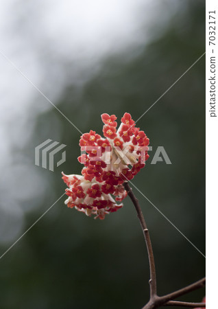 Mitumata flowers Mitumata flowers 7032171