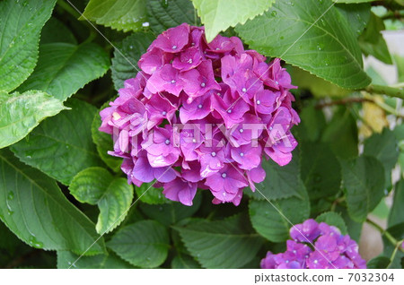 繡球 7032304