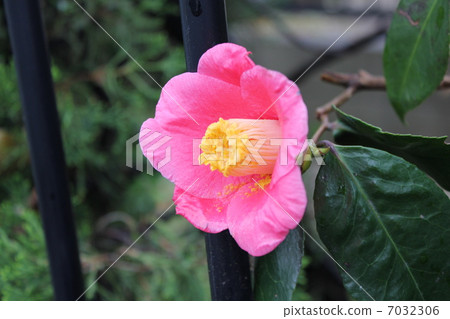 已經下雨的Sasanqua 7032306