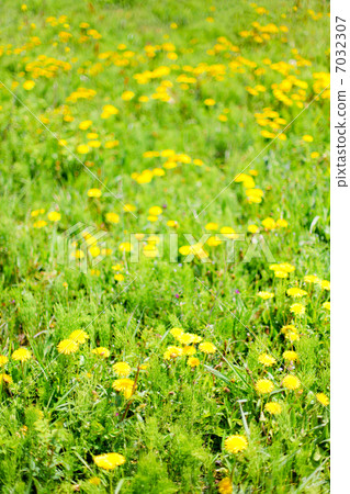 蒲公英 蒲公英 7032307