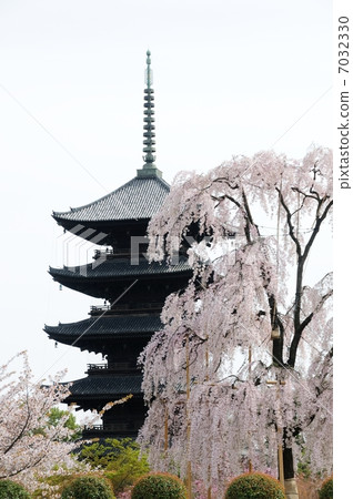 Toaga five-storied pagoda and cherry tree 7032330