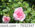 Rose   7032347