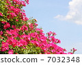 Rose   7032348