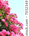 Rose   7032349