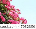Rose   7032350