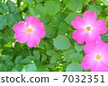 Rose   7032351