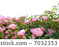 Rose   7032353